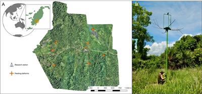 A novel feeding platform design for behavioral research on wild Tanimbar corellas (Cacatua goffiniana)